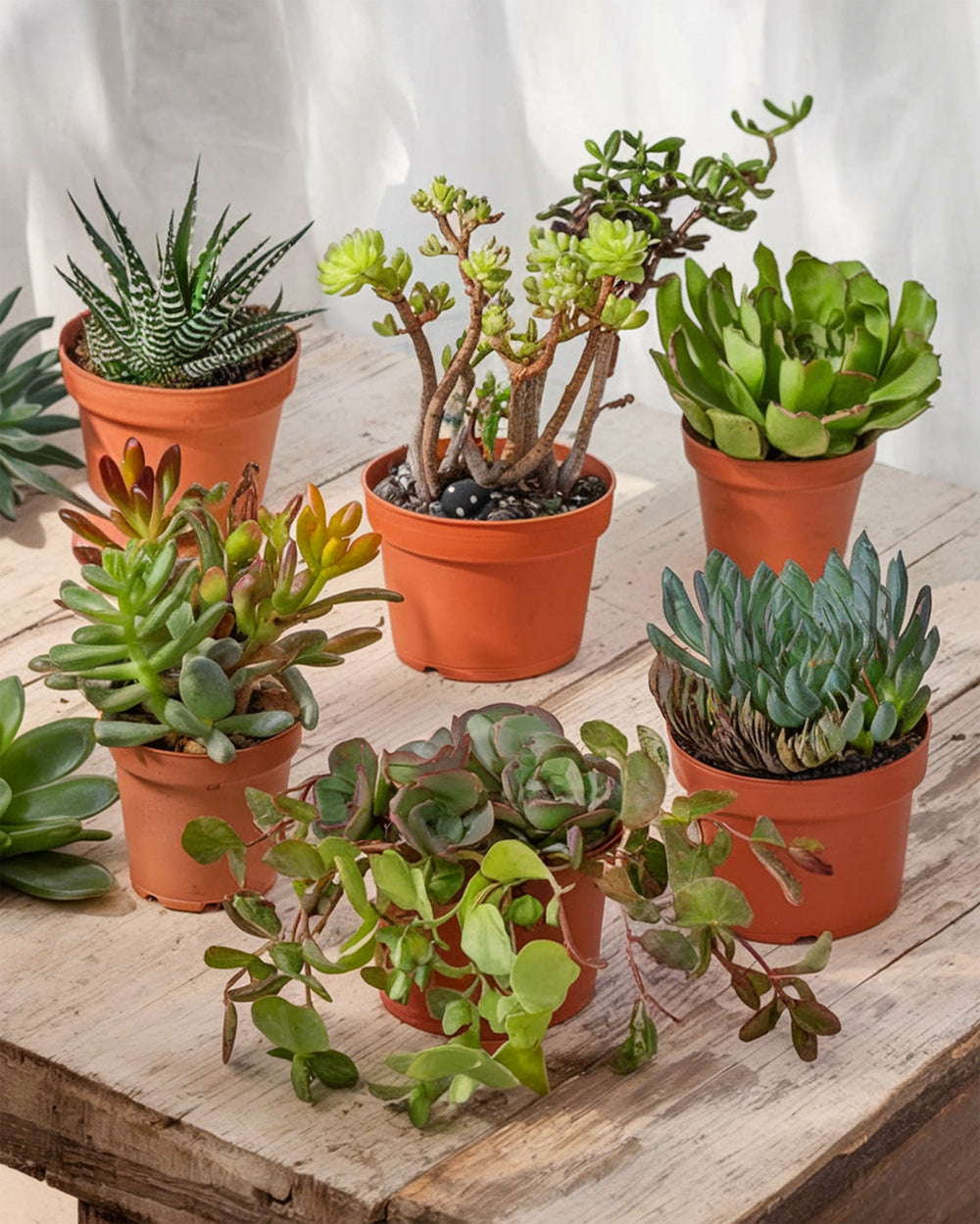 Easy To Care For Plants