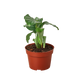 Calathea 'Orbifolia'