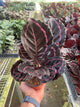 Calathea 'Dottie'