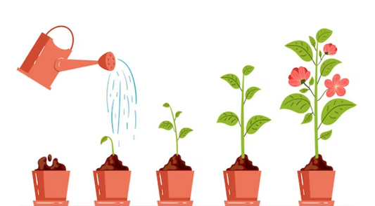 How to Grow Healthy and Beautiful Plants