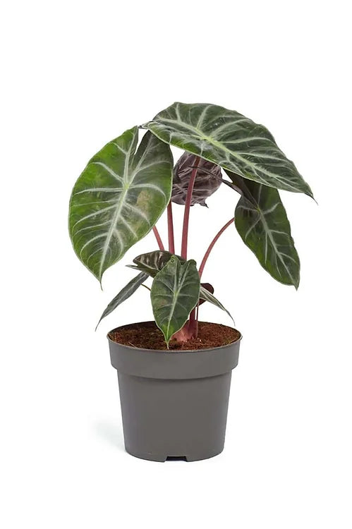 Alocasia Pink Dragon
