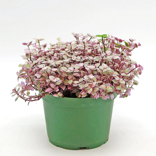 Tradescantia Callisia 'Pink Panther'