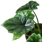 Alocasia 'Mirror Face'