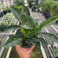 Chinese Evergreen 'Stars'