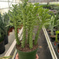 Euphorbia 'Sausage Spurge'