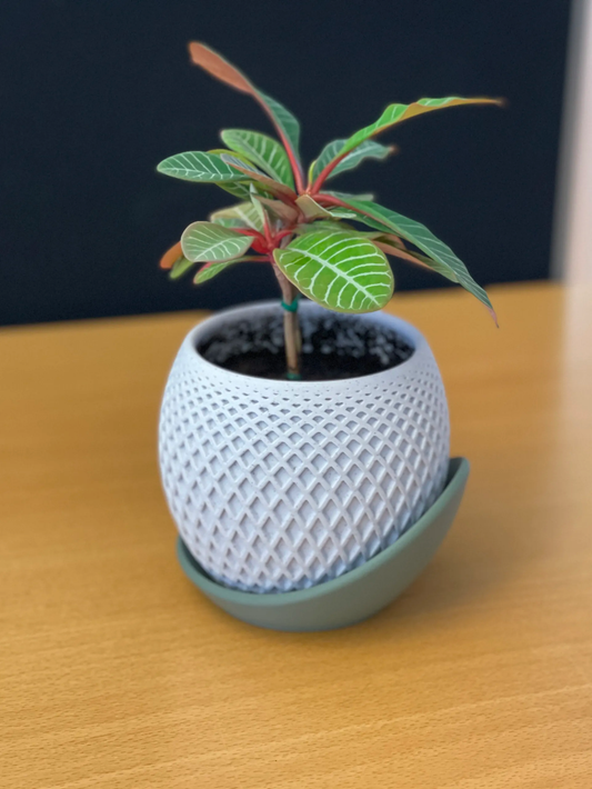 1Z Pot + Base