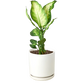 Dieffenbachia Camille