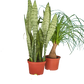 Month To Month - Large Plant