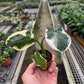 Alocasia 'Mickey Mouse'