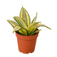 Snake Plant Gold Hahnii