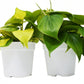2 Philodendron Variety Pack