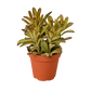 Kalanchoe Tomentosa 'Chocolate Soldier'