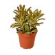 Kalanchoe Tomentosa 'Chocolate Soldier'