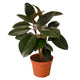 Ficus Elastica Burgundy
